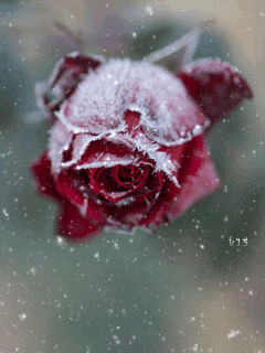 rose covered in frost